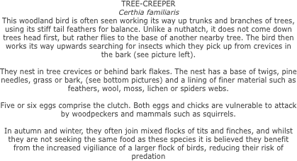 TREE-CREEPER