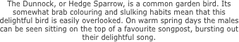 The Dunnock, or Hedge Sparrow,